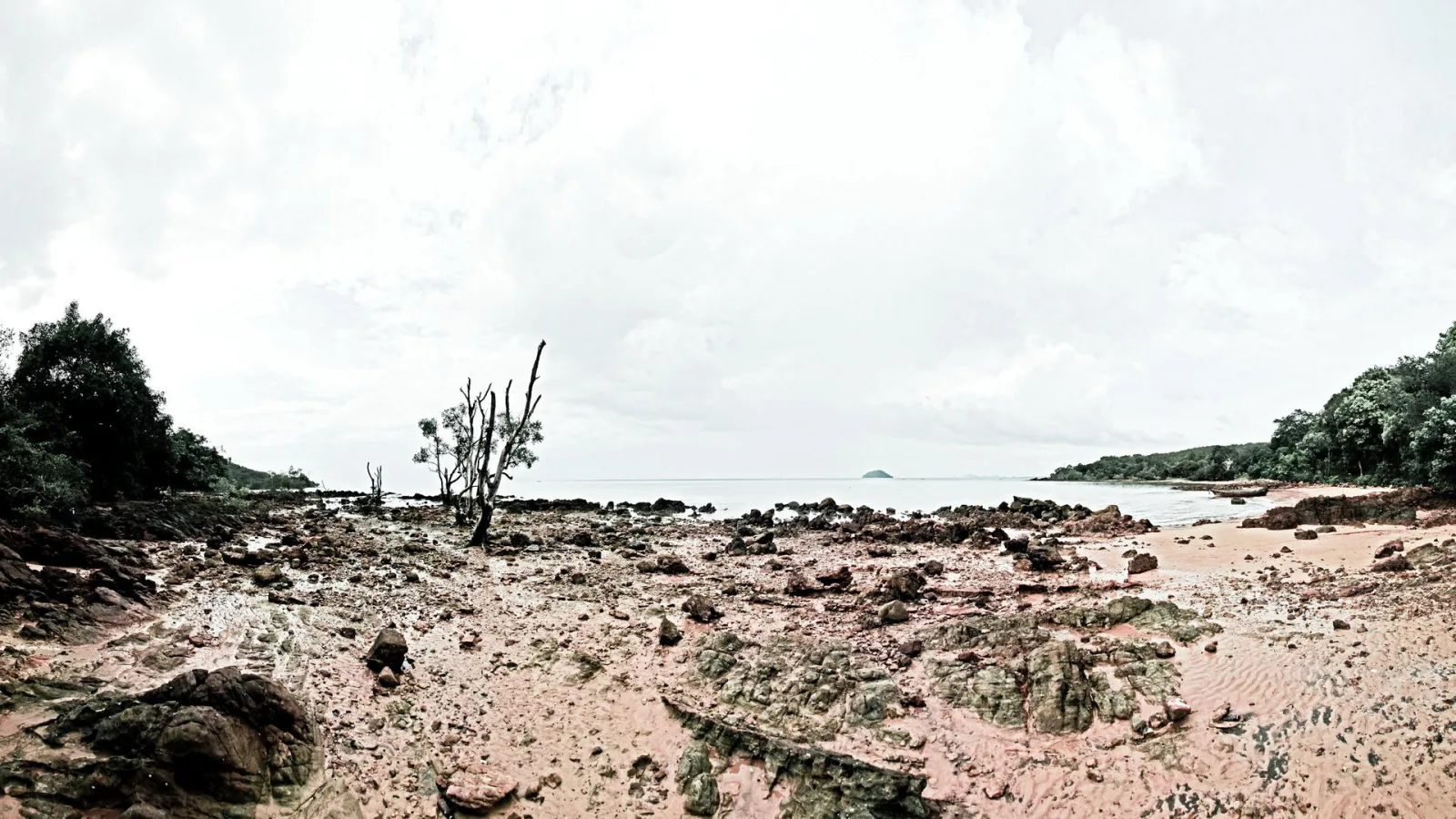 Ein kahler, abgestorbener Baum mit verzweigten Ästen steht auf einem steinigen, rötlich-schlammigen Strand. Dahinter liegt ruhiges Meer unter einem bewölkten Himmel, am Horizont ist eine kleine Insel zu sehen, und links und rechts säumen dichte grüne Bäume die Küste.