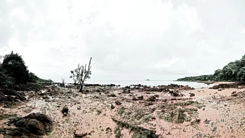 Ein kahler, abgestorbener Baum mit verzweigten Ästen steht auf einem steinigen, rötlich-schlammigen Strand. Dahinter liegt ruhiges Meer unter einem bewölkten Himmel, am Horizont ist eine kleine Insel zu sehen, und links und rechts säumen dichte grüne Bäume die Küste.