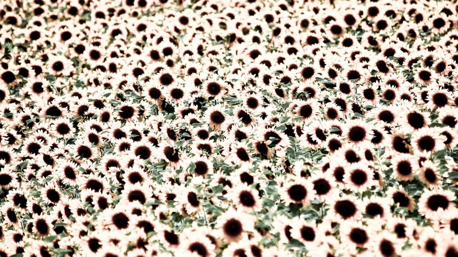 Dichtes Feld mit Sonnenblumen, dunkle Blütenmitten zwischen grünen Blättern.