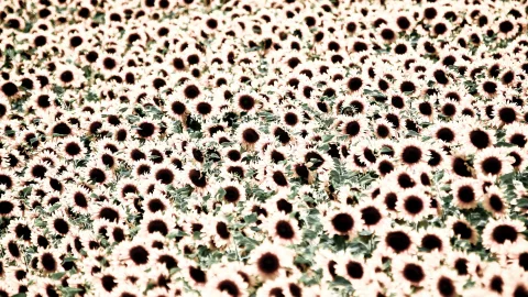 Dichtes Feld mit Sonnenblumen, dunkle Blütenmitten zwischen grünen Blättern.