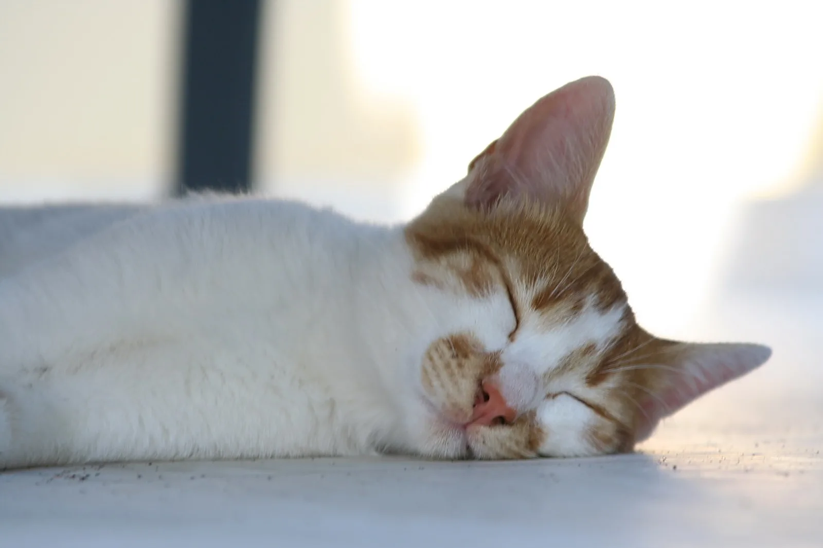 Orange-weiß gefleckte Katze liegt mit geschlossenen Augen auf einer hellen Fläche, Sonne fällt von rechts auf das Fell.