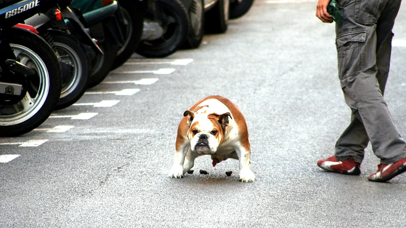 Braun-weiße Bulldogge läuft auf grauem Asphalt, links stehen Motorräder in einer Reihe, rechts sind die Beine eines Mannes in grauer Cargohose und roten Sneakern zu sehen.