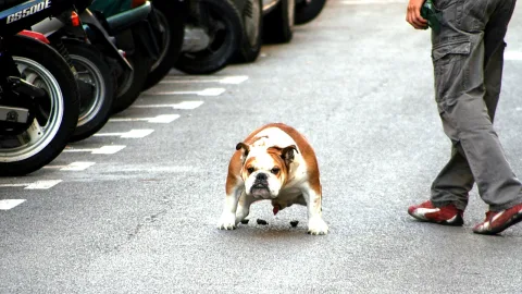 Braun-weiße Bulldogge läuft auf grauem Asphalt, links stehen Motorräder in einer Reihe, rechts sind die Beine eines Mannes in grauer Cargohose und roten Sneakern zu sehen.