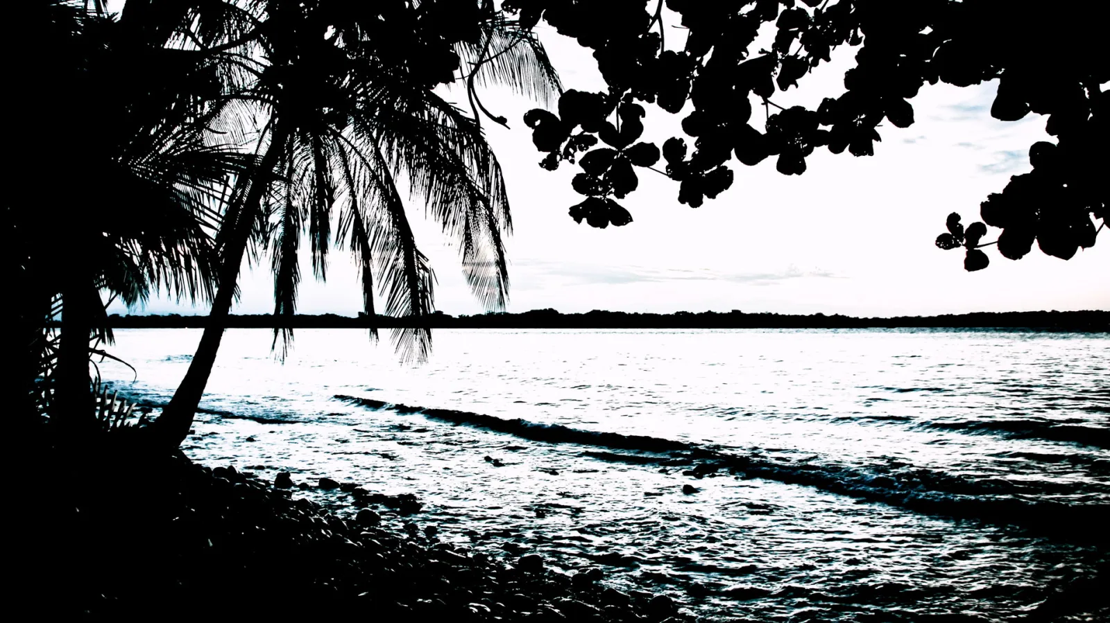 Schwarzweiß-Silhouette von Palmen und Blättern vor einem ruhigen Meer am Strand bei Dämmerung