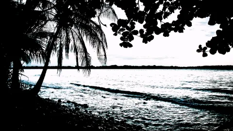 Schwarzweiß-Silhouette von Palmen und Blättern vor einem ruhigen Meer am Strand bei Dämmerung