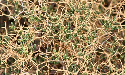 Dichtes, trockenes Dornengestrüpp mit goldbraunen Ästen und eingestreuten grünen Trieben.