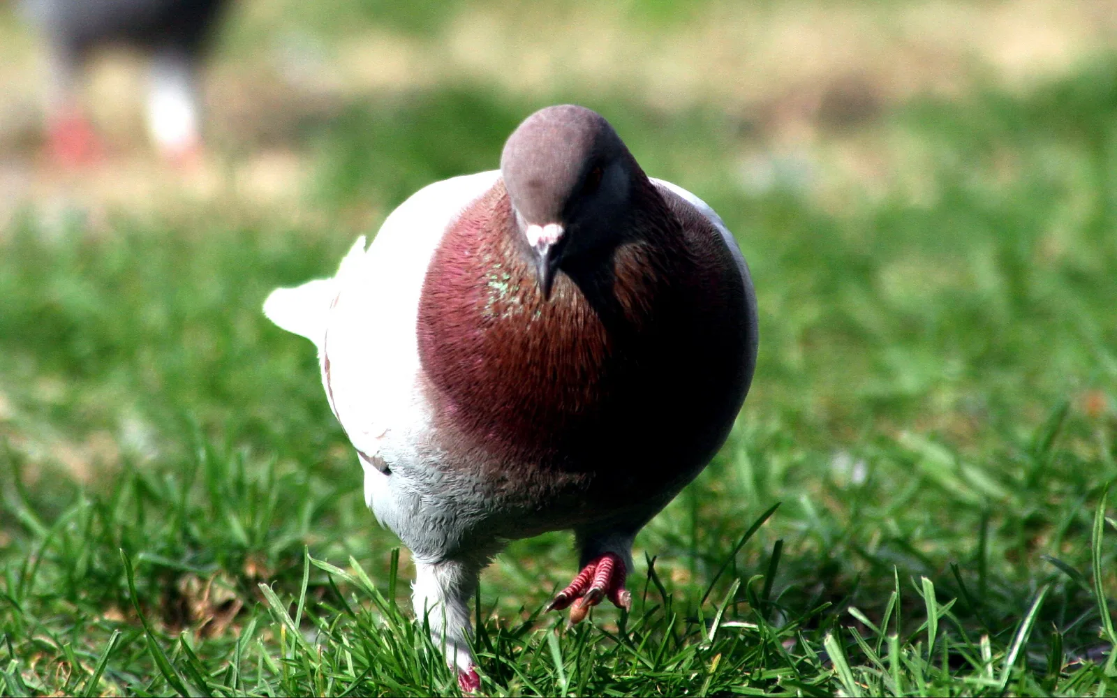 Eine graue Taube mit rotbraunem Hals steht frontal auf einer grünen Wiese, im Hintergrund unscharfes Gras.