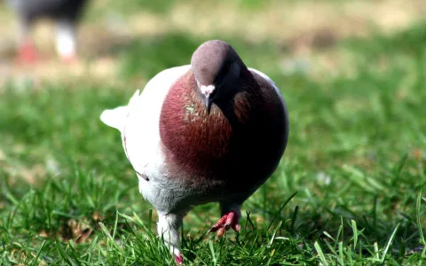 Eine graue Taube mit rotbraunem Hals steht frontal auf einer grünen Wiese, im Hintergrund unscharfes Gras.