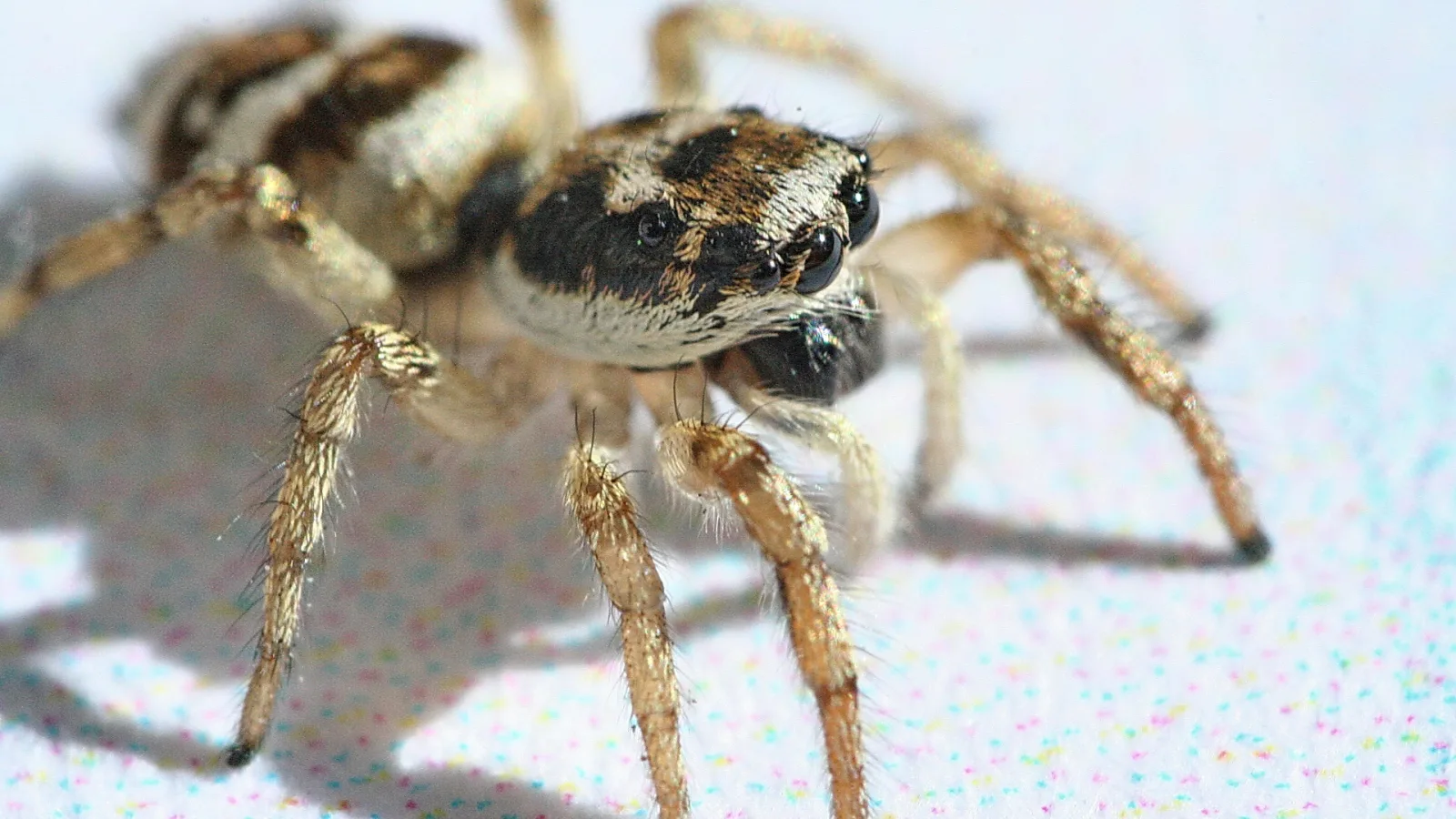 Nahaufnahme einer braun-weiß gestreiften Springspinne mit großen dunklen Augen, die auf einer hellen Fläche sitzt und den Betrachter anblickt.