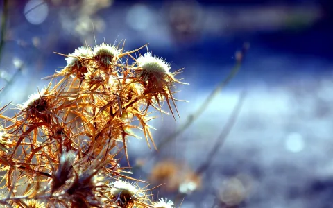 Vertrocknete Distelköpfe mit stacheligen, goldbraunen Hüllblättern vor unscharfem blauem Hintergrund, von rechts beleuchtet.