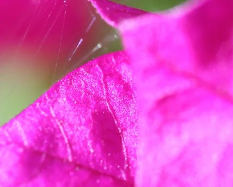 Makroaufnahme eines pinkfarbenen Blatts mit feinen Spinnfäden im Vordergrund vor unscharfem grünem Hintergrund.