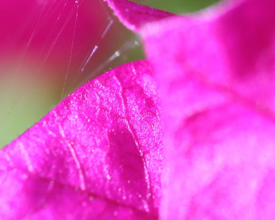 Makroaufnahme eines pinkfarbenen Blatts mit feinen Spinnfäden im Vordergrund vor unscharfem grünem Hintergrund.