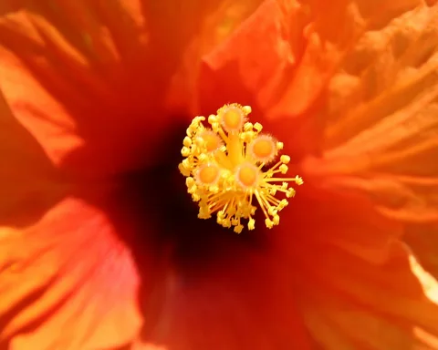 Nahaufnahme einer orangeroten Hibiskusblüte mit gelben Staubbeuteln und Stempel in der Mitte