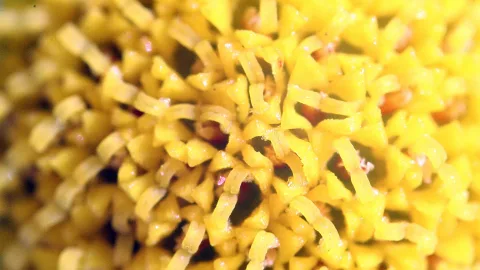 Makroaufnahme gelber Blütenstempel mit feinen Härchen und Pollen auf dunklem Grund