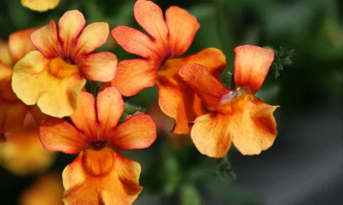 Mehrere orangefarbene Blüten mit gelben Zentren und rötlichen Rändern vor unscharfem grünem Laub.