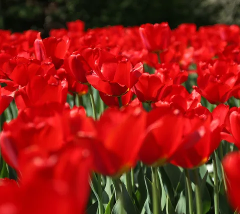 Dichtes Feld roter Tulpen mit grünen Stängeln und Blättern, im Vordergrund unscharf, dahinter dunkles Laub.