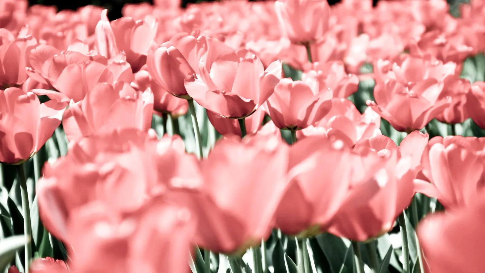 Ein dichtes Feld rosafarbener Tulpen mit Blüten im Vordergrund, dahinter unscharf weitere Blüten und grünes Laub.