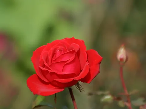 Eine geöffnete rote Rose im Vordergrund, daneben rechts eine geschlossene Knospe an einem roten Stiel, im Hintergrund unscharfes Grün und Braun.