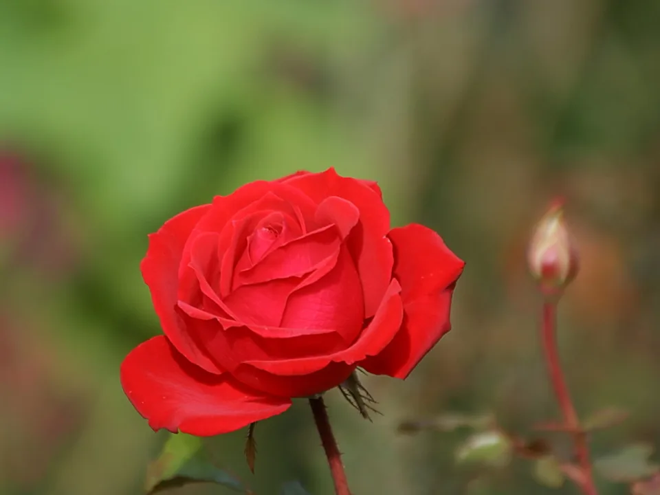 Eine geöffnete rote Rose im Vordergrund, daneben rechts eine geschlossene Knospe an einem roten Stiel, im Hintergrund unscharfes Grün und Braun.