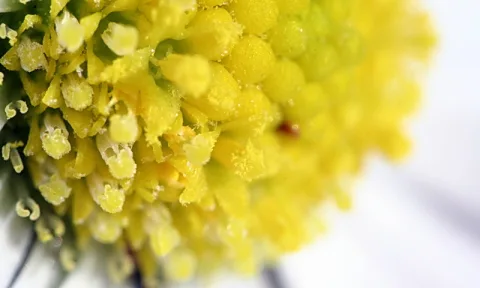 Nahaufnahme gelber Blütenpollen und Staubgefäße mit kleinen Wassertropfen vor weißem, unscharfem Hintergrund.