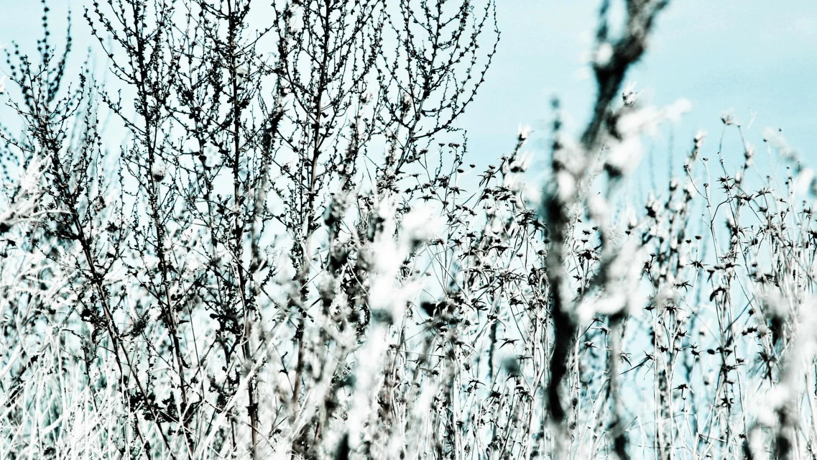 Dürre, mit Raureif überzogene Wildpflanzen mit feinen Ästen und Samenständen vor einem hellblauen Himmel, unscharfer Vordergrund.