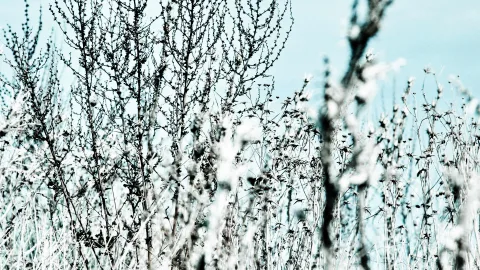 Dürre, mit Raureif überzogene Wildpflanzen mit feinen Ästen und Samenständen vor einem hellblauen Himmel, unscharfer Vordergrund.