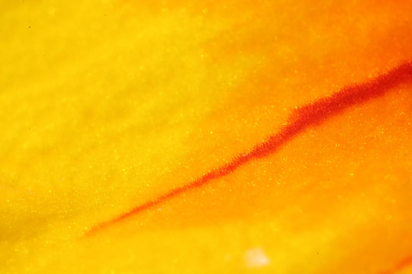 Makroaufnahme einer gelb-orangen Blütenoberfläche mit einer diagonalen roten Linie