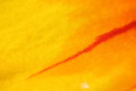 Makroaufnahme einer gelb-orangen Blütenoberfläche mit einer diagonalen roten Linie