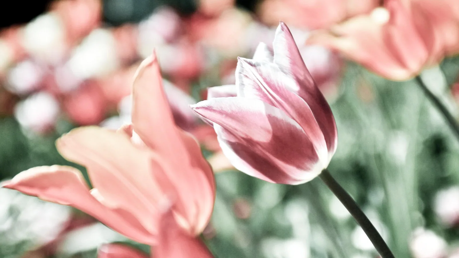 Eine rosa Tulpe mit weißen Rändern hebt sich vor unscharfen rosa und grünen Blüten ab, ihr Stiel läuft schräg nach unten rechts.