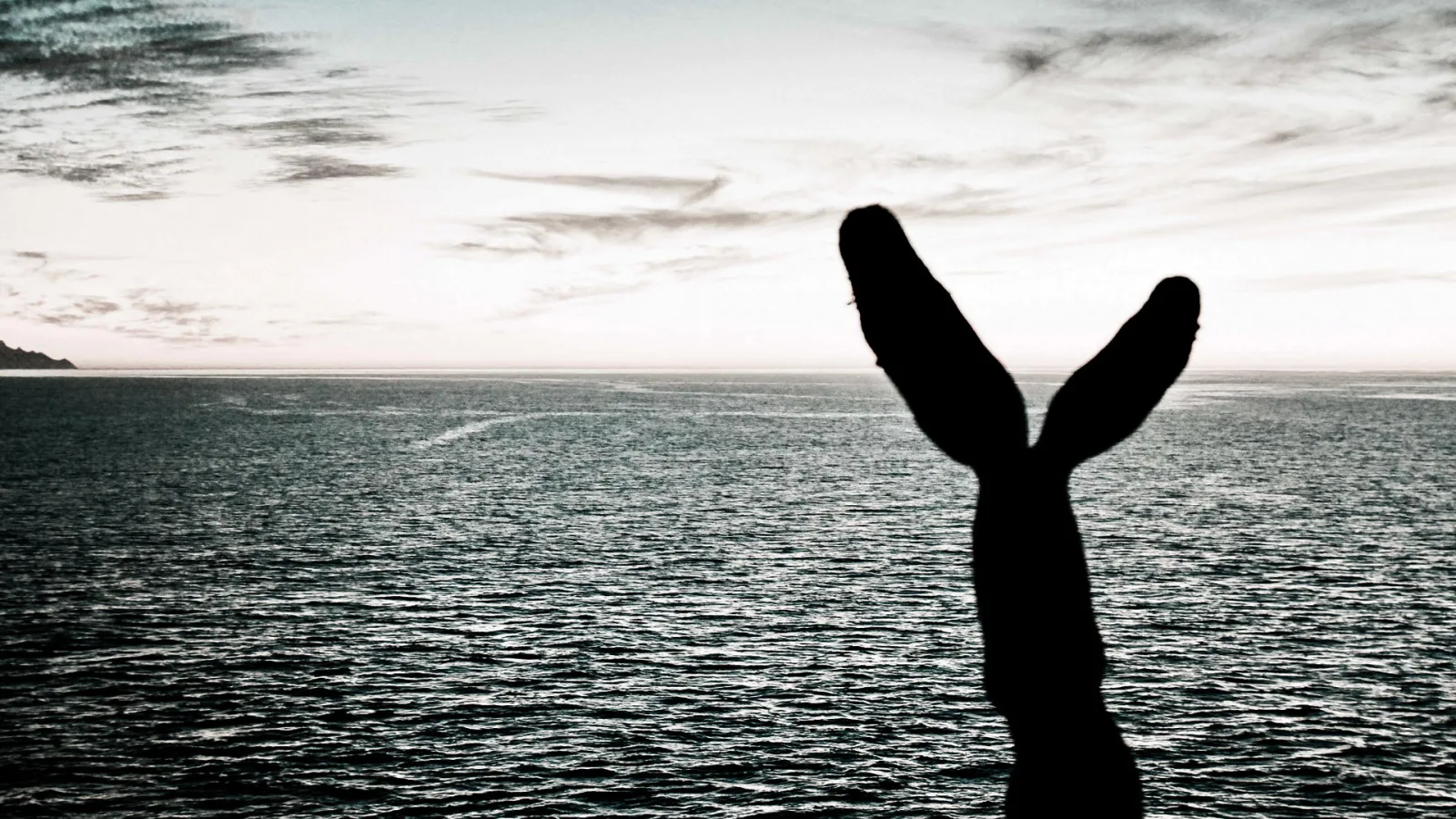 Schwarze Silhouette einer Walfluke, die aus dem ruhigen Meer ragt, dahinter ein heller Himmel mit Wolkenschleiern und eine ferne Küstenlinie links.