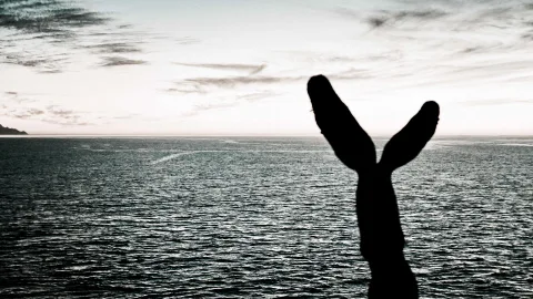 Schwarze Silhouette einer Walfluke, die aus dem ruhigen Meer ragt, dahinter ein heller Himmel mit Wolkenschleiern und eine ferne Küstenlinie links.