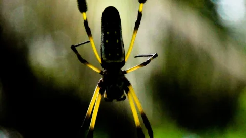 Eine dunkle Radnetzspinne mit gelb-schwarz gebänderten Beinen hängt zentral im Netz, vor unscharfem grünem Hintergrund.