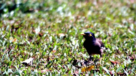 Ein schwarzer Beo mit gelbem Schnabel und gelbem Augenfleck steht im grünen Gras, daneben liegen trockene Blätter.