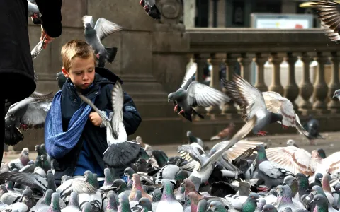 Ein blonder Junge in dunkler Jacke und blauem Schal steht auf einem Platz inmitten einer dichten Taubenschar, mehrere Tauben fliegen auf.