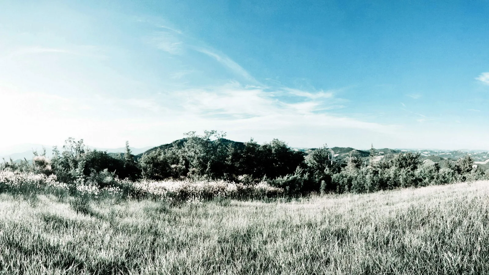 Grasige Wiese vor einer Hügelkette mit blühenden Sträuchern unter blauem Himmel mit Wolkenschleiern.
