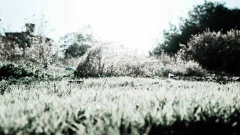 Gras im Vordergrund, dahinter Sträucher und Bäume, überstrahlter heller Himmel im Hintergrund