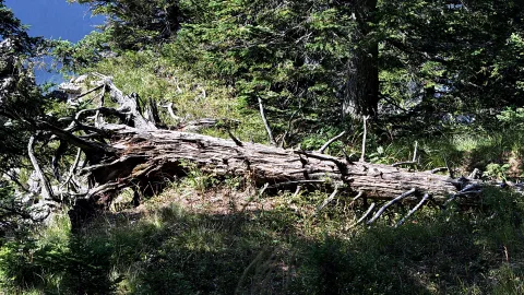 Ein morscher, grau verwitterter Baumstamm liegt quer durch einen Nadelwald, dazwischen wachsen Gras und Farn, und Sonnenlicht fällt auf den Waldboden.