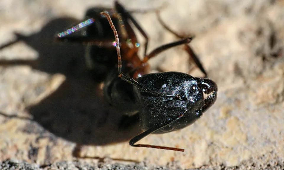 Nahaufnahme einer schwarzen Ameise, die seitlich auf hellbraunem, sandigem Untergrund liegt, mit ihrem Schatten links im Bild.