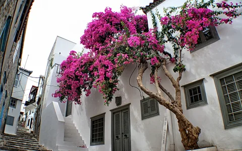 Ein Baum mit magentafarbenen Bougainvillea-Blüten wächst an einer weiß getünchten Hauswand. Davor führt eine Steintreppe nach oben, die Fensterläden sind grau-grün.