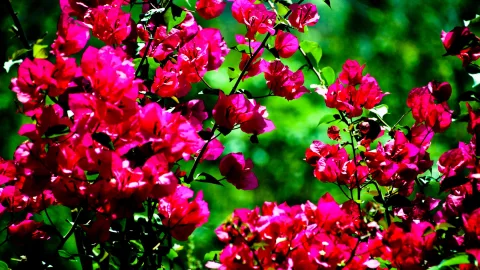Dichte Büsche mit leuchtend pinken Bougainvillea-Blüten vor unscharfem grünem Laub, Sonnenlicht fällt auf die Blütenbüschel.