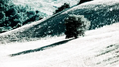 Ein einzelner Baum steht auf einem sonnenbeschienenen Wiesenhügel, im Hintergrund links eine dichte Baumgruppe, davor ein langer Schatten im hellen Gras.