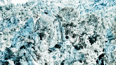 Steile, helle Felsen, dicht bewachsen mit Kiefern und anderen Nadelbäumen, in kühlen Blau- und Weißtönen.