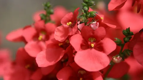 Nahaufnahme roter Blüten mit gelben Staubgefäßen und grünen Knospen vor unscharfem grauem Hintergrund.