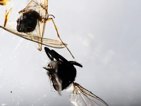 Zwei tote Fliegen hängen im Spinnennetz vor hellgrauem Gegenlicht. Die obere zeigt angelegte Flügel und lange Beine, die untere ausgebreitete Flügel.