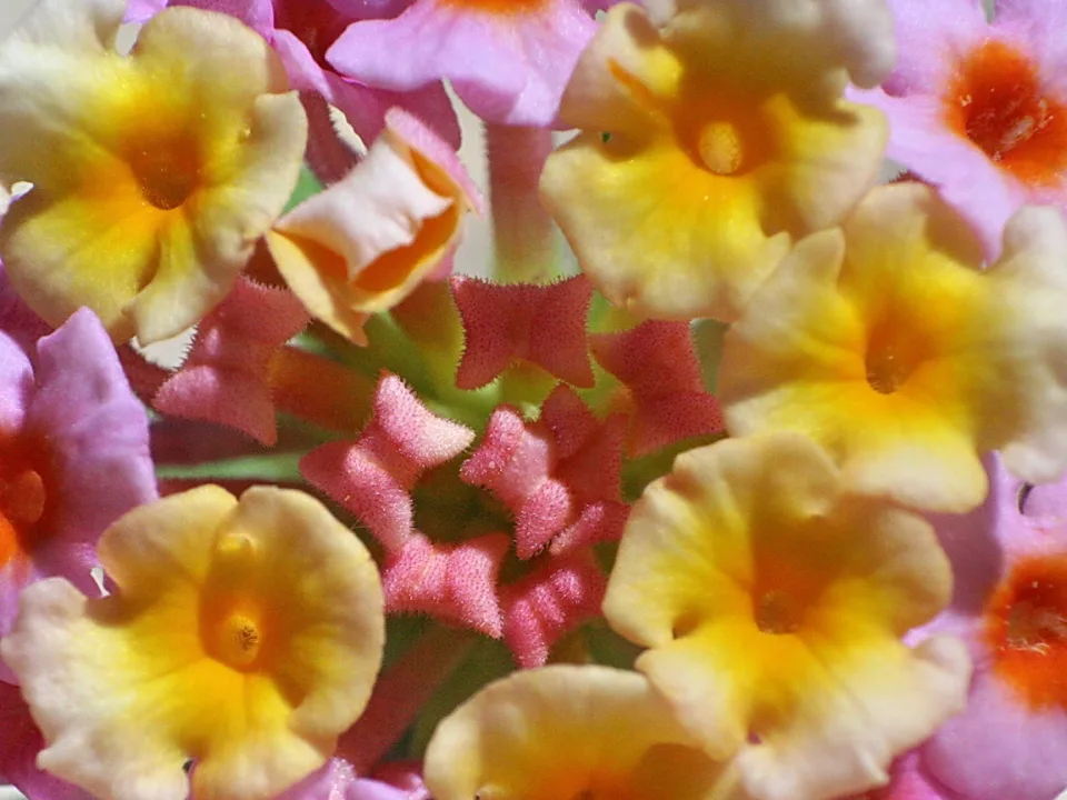 Nahaufnahme eines Blütenstands mit gelb-rosa Wandelröschen und kleinen rosa Knospen in der Mitte.