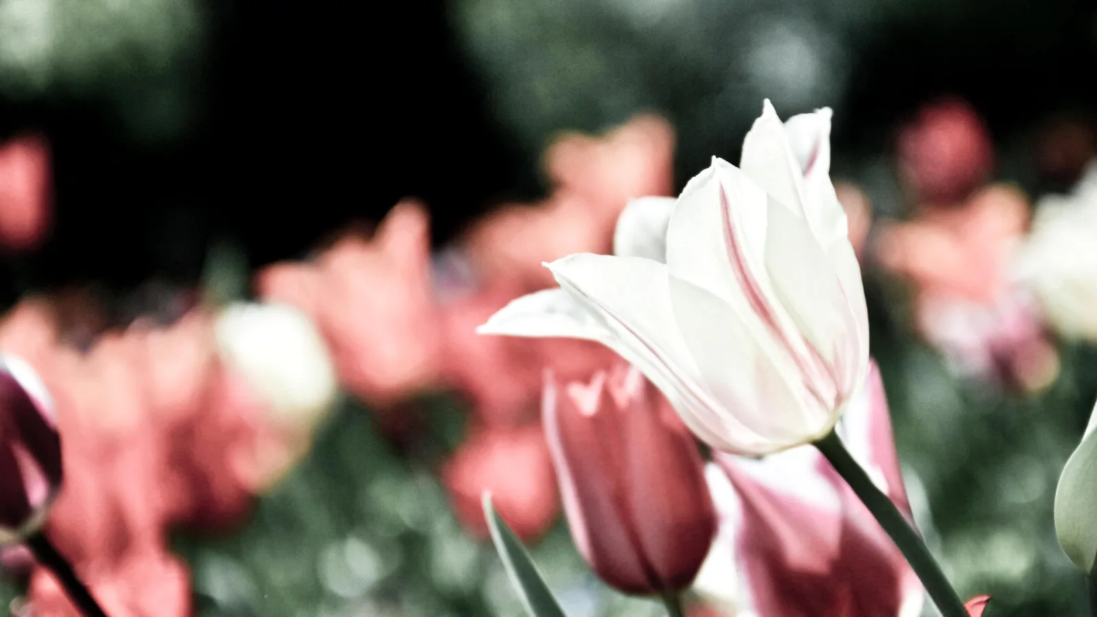 Eine weiße Tulpe im Vordergrund, dahinter unscharfe rosa und rote Tulpen vor grünem Hintergrund
