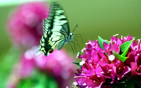 Ein grün-gelb gezeichneter Schmetterling mit ausgebreiteten Flügeln schwebt links neben einem Büschel pinkfarbener Blüten mit grünen Blättern, im Hintergrund unscharfes Grün und Rosa.