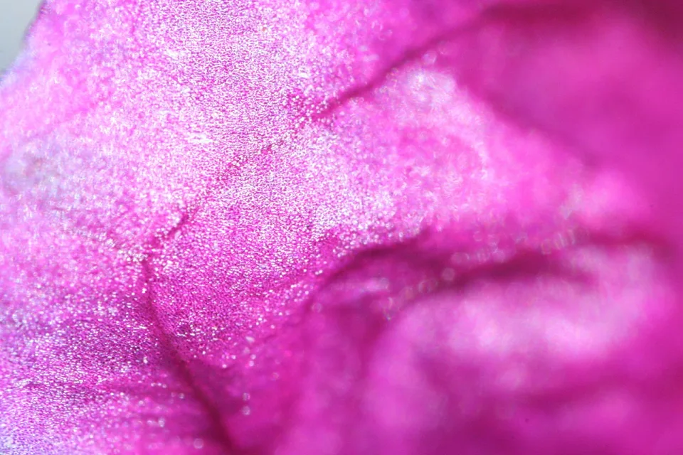 Nahaufnahme eines pinkfarbenen Blütenblatts mit feinen Adern und glitzernder Oberfläche