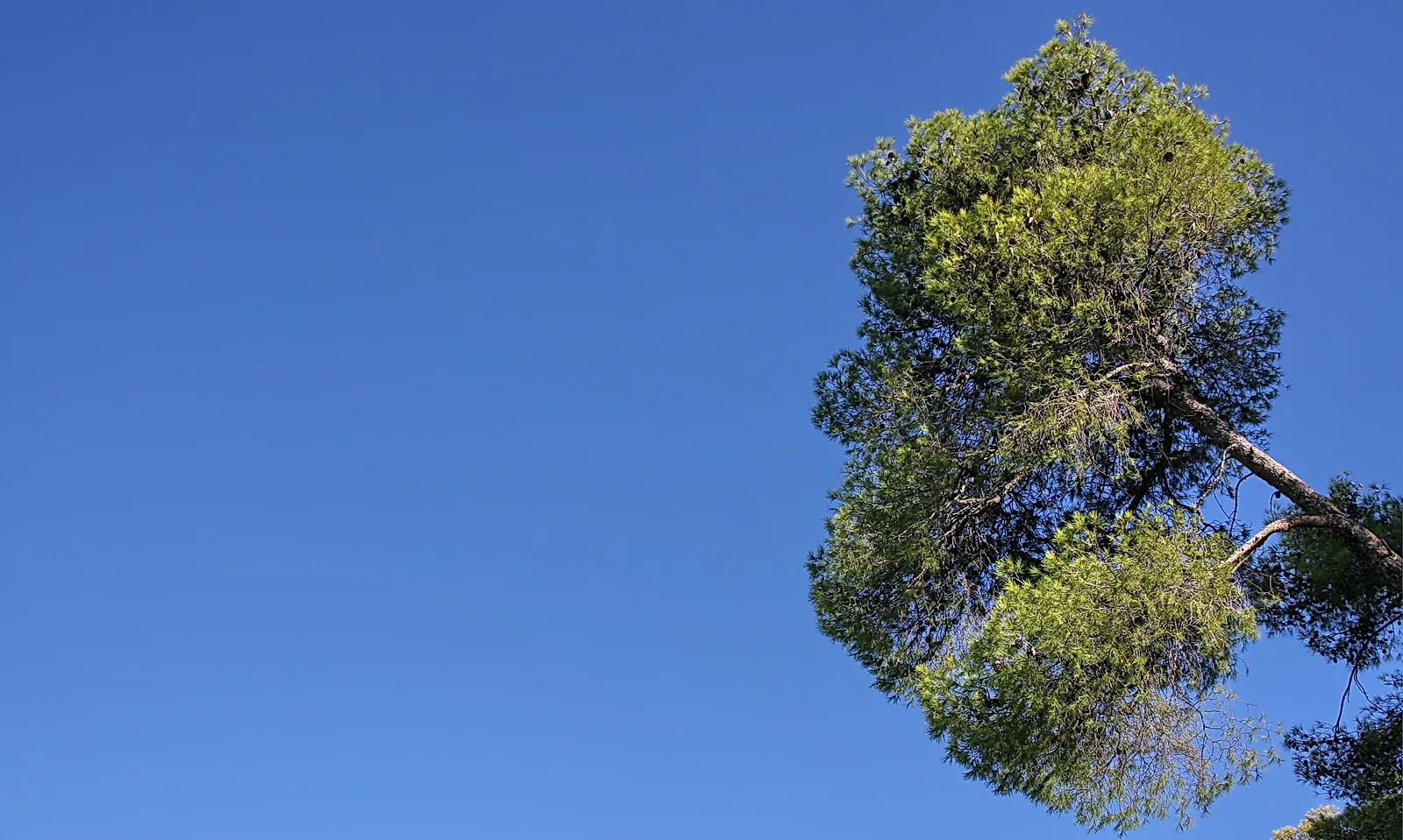 Eine grüne Baumkrone mit schräg abgehendem Ast rechts im Bild, davor ein wolkenloser blauer Himmel.