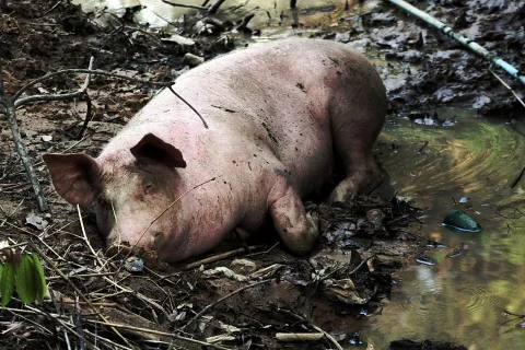 Ein rosafarbenes Schwein liegt im schlammigen Boden zwischen Zweigen und Laub, rechts im Bild liegt eine Wasserpfütze.